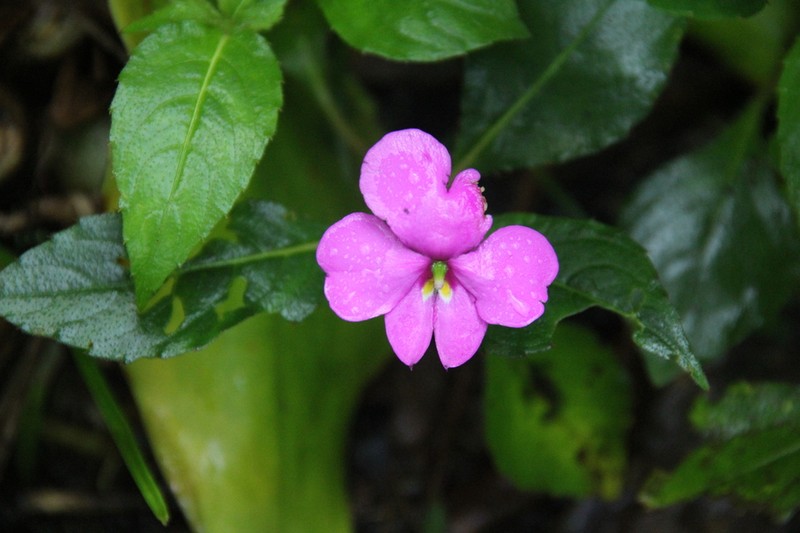 Impatiens phuluangensis photo 6