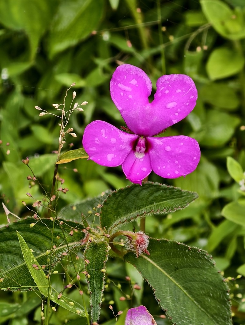 Impatiens phuluangensis photo 7