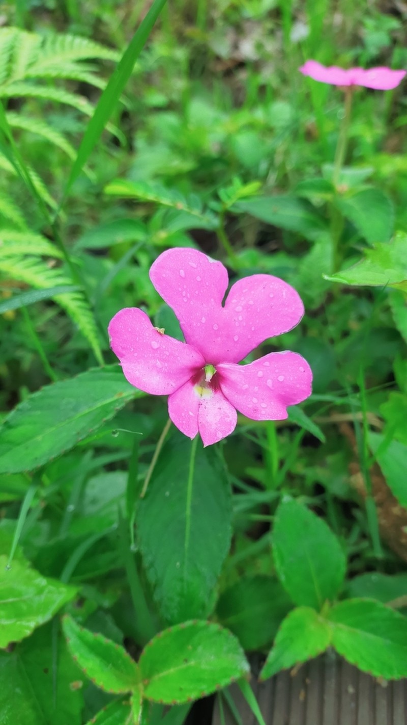 Impatiens phuluangensis photo 8