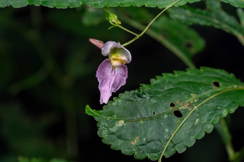 Impatiens pianmaensis