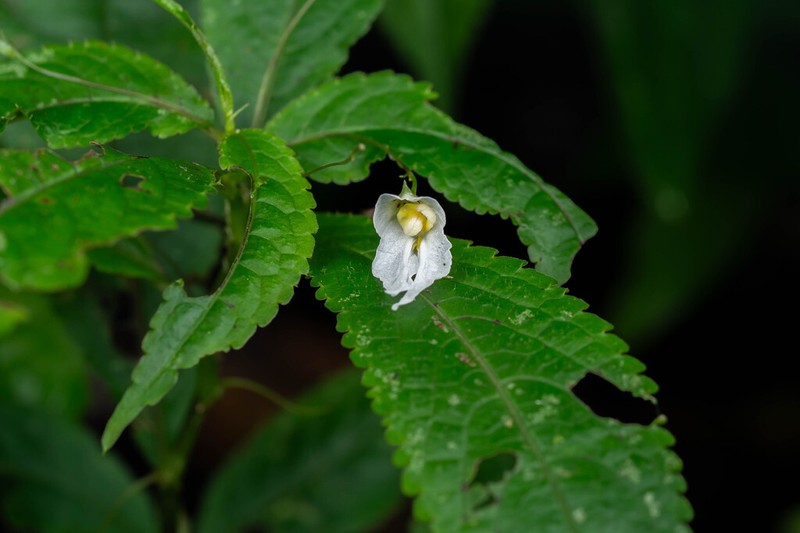 Impatiens pianmaensis photo 2