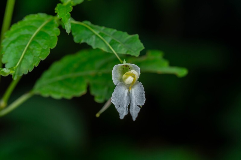 Impatiens pianmaensis photo 3