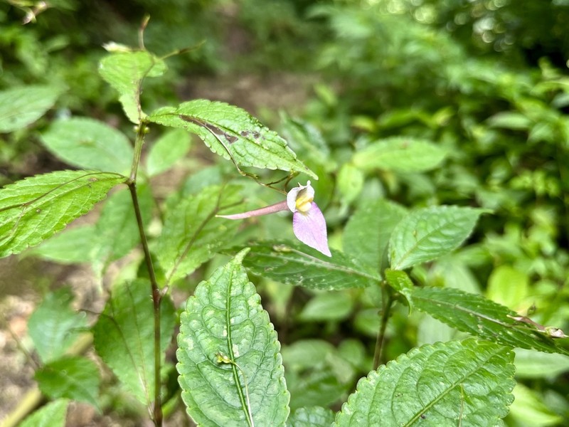 Impatiens pianmaensis photo 4
