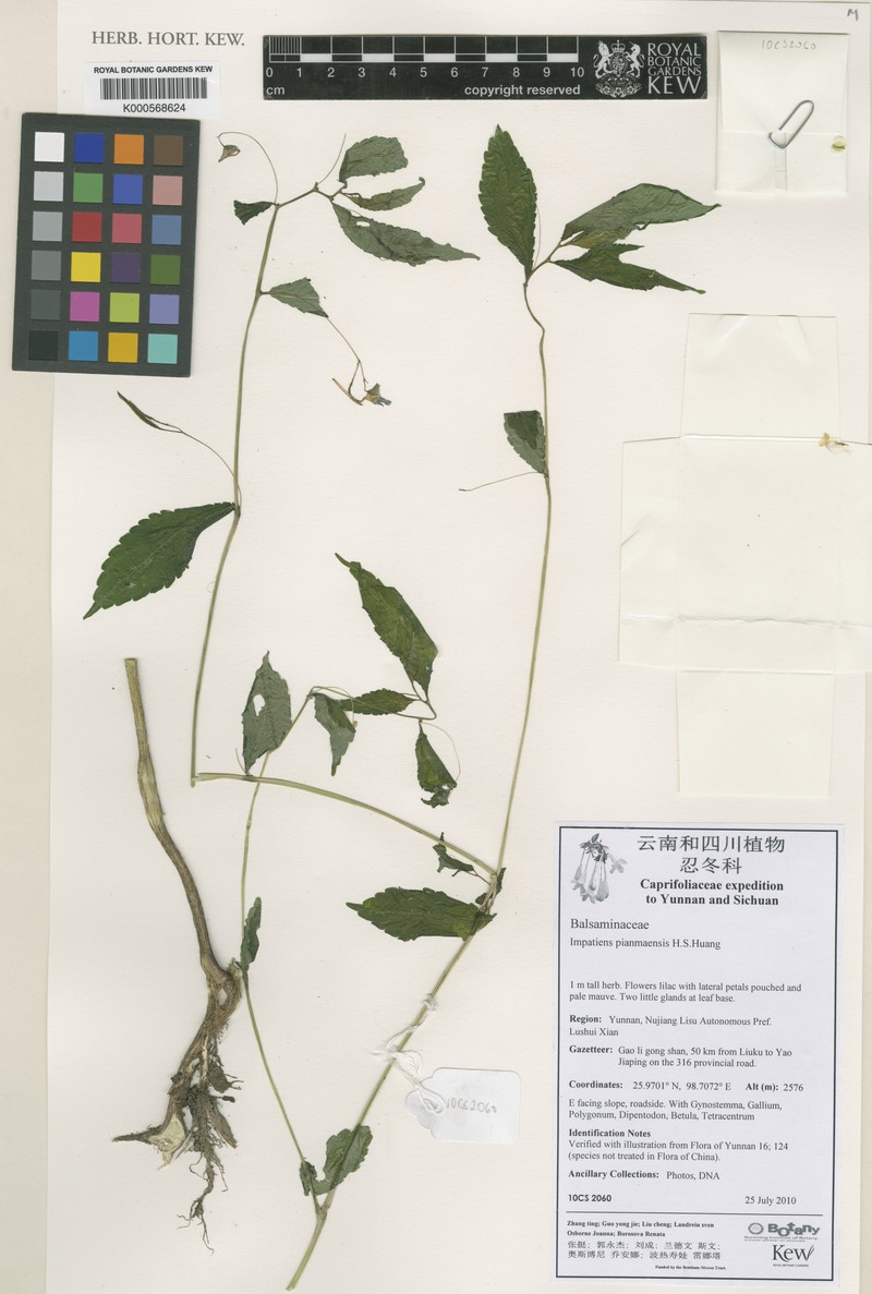 Impatiens pianmaensis photo 5