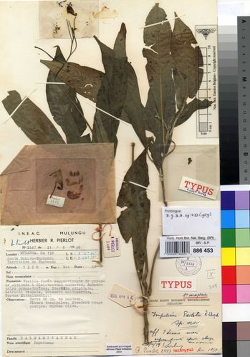 Impatiens pierlotii