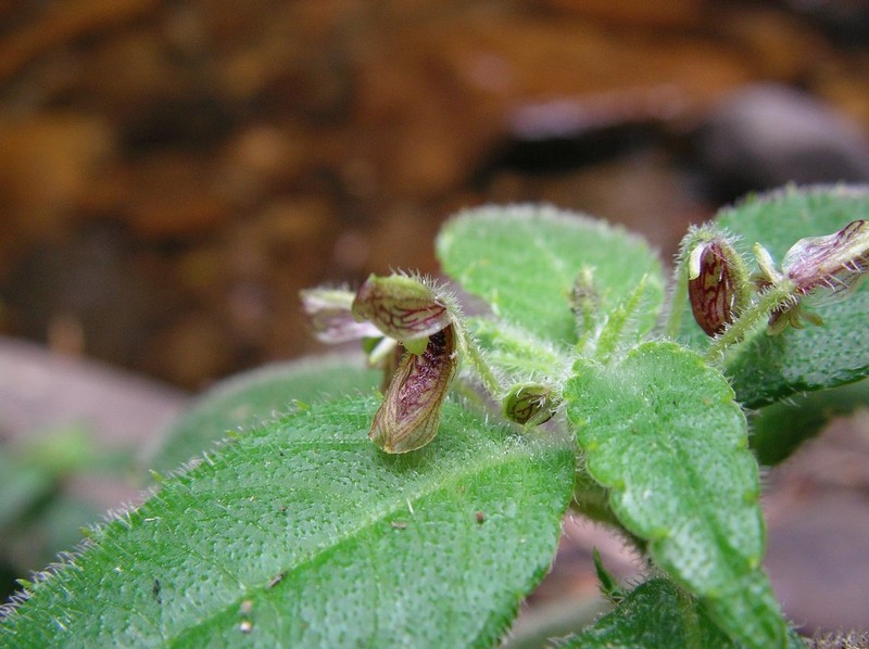 Impatiens pilosissima