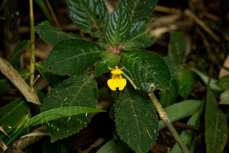 Impatiens pilosivittata photo 2