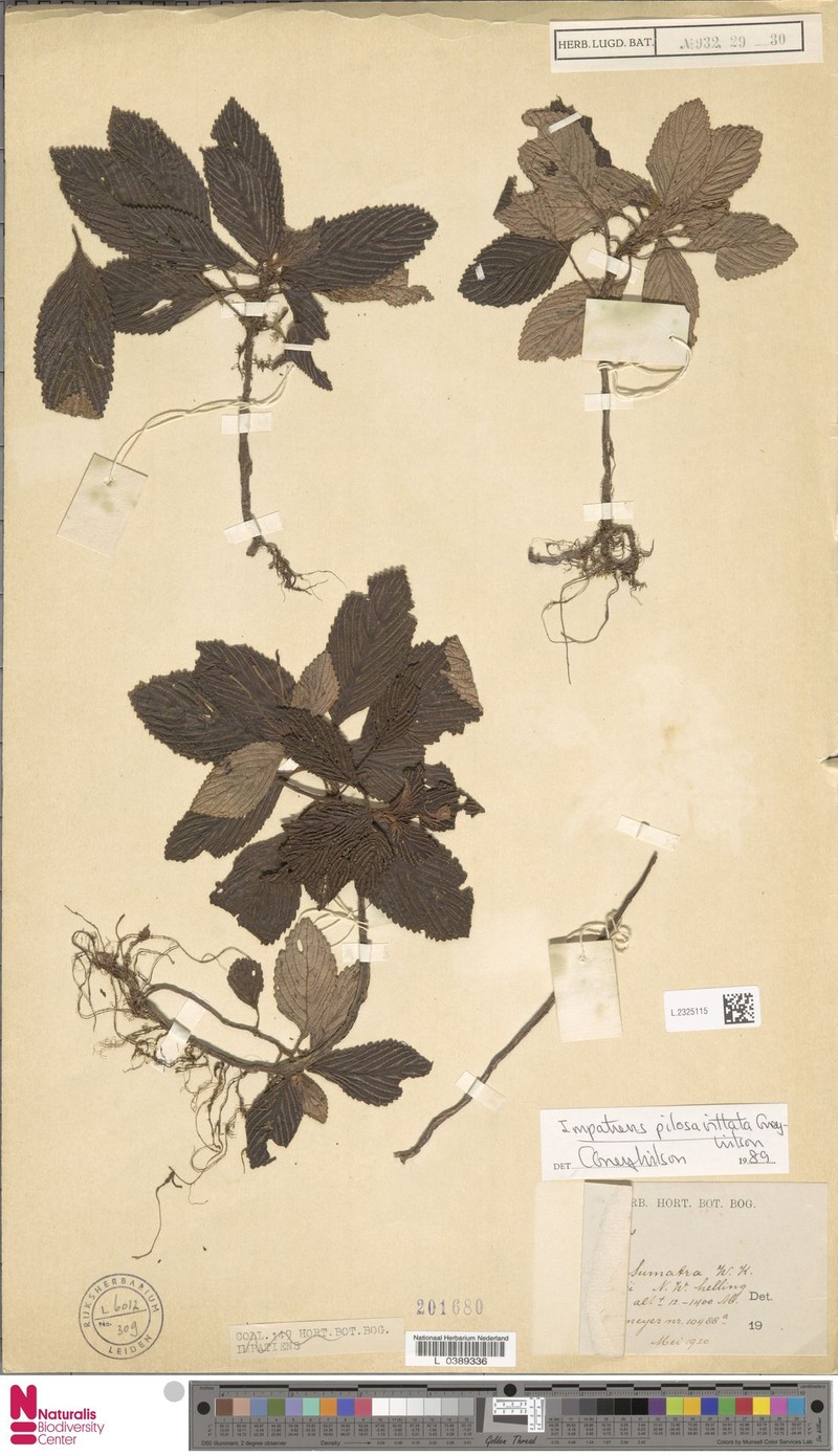 Impatiens pilosivittata photo 3