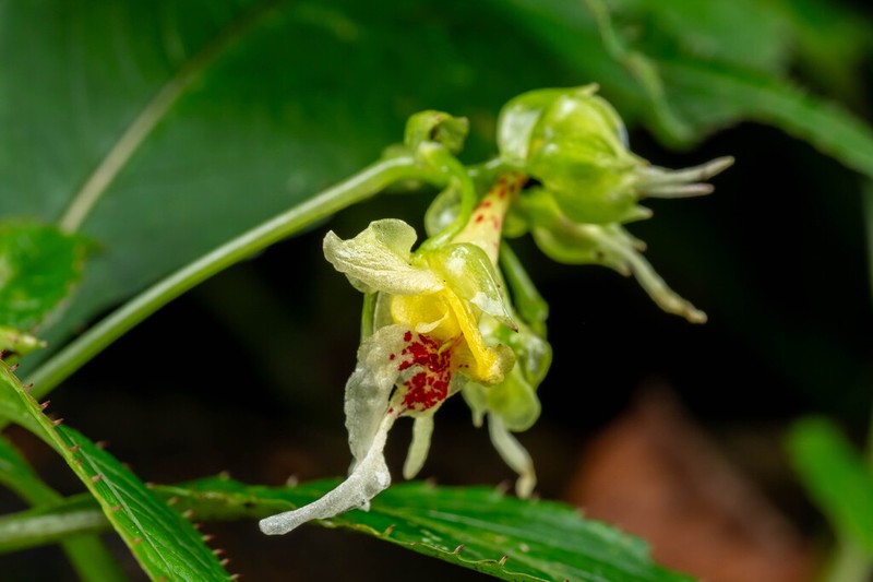Impatiens pinetorum photo 2