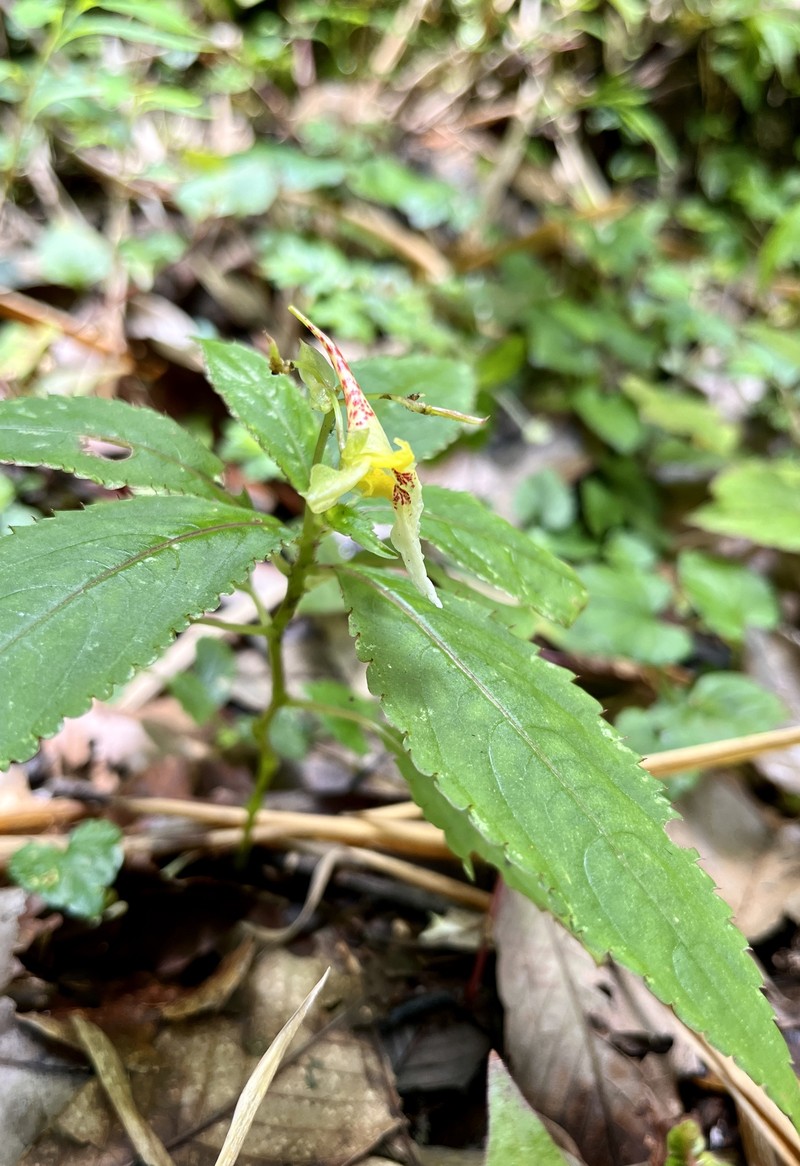 Impatiens pinetorum photo 3
