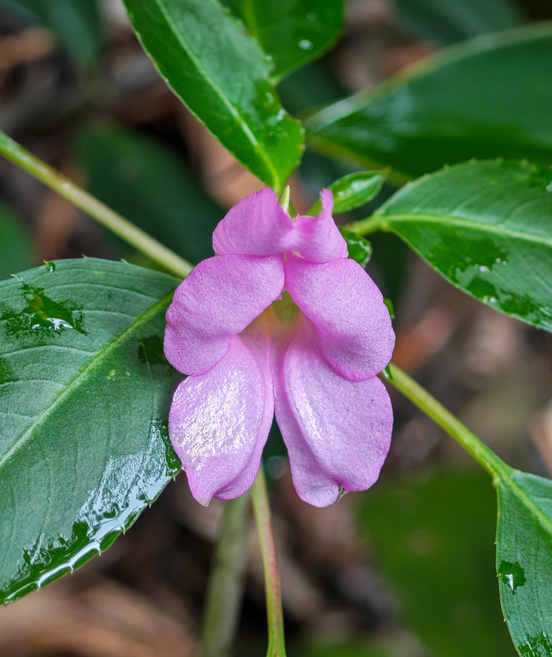 Impatiens pingxiangensis photo 2