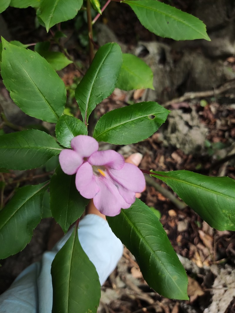 Impatiens pingxiangensis photo 3