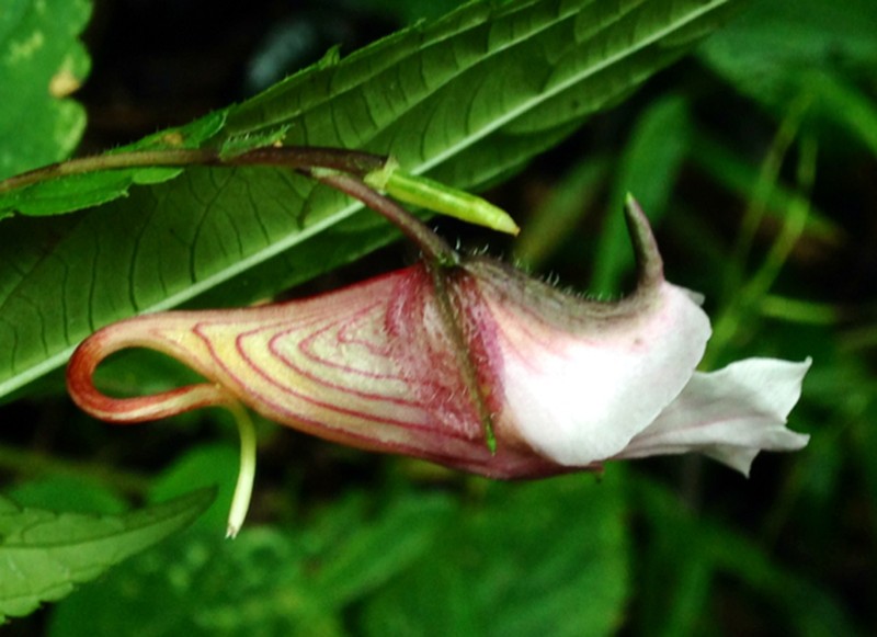 Impatiens piufanensis