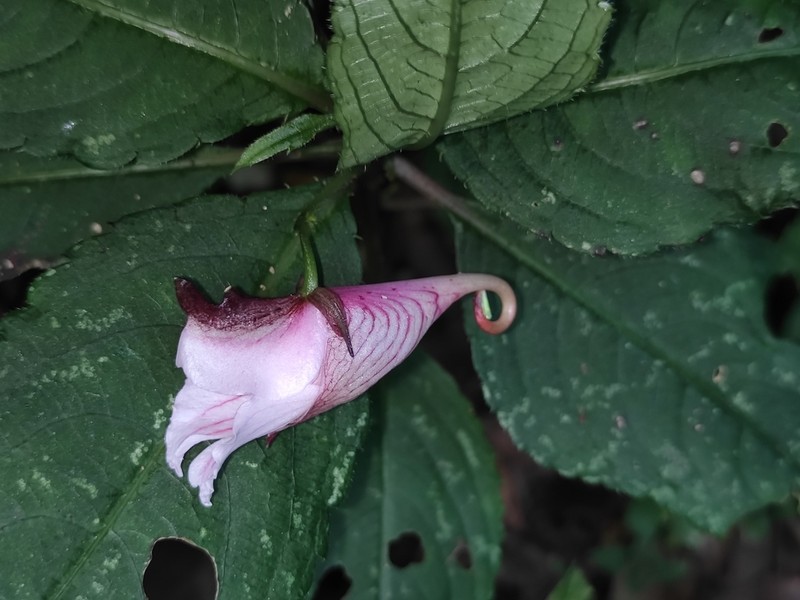 Impatiens piufanensis photo 2