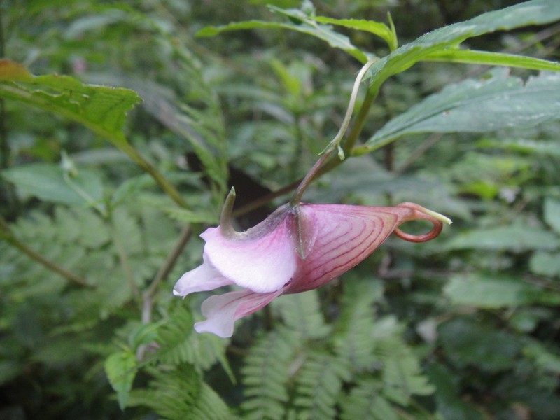 Impatiens piufanensis photo 3