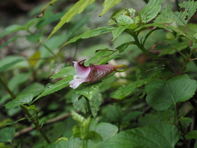 Impatiens piufanensis photo 4