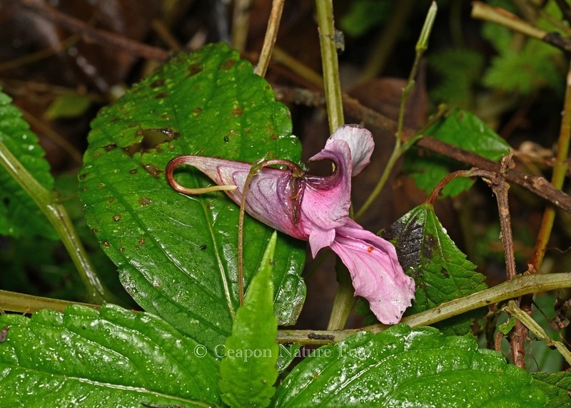 Impatiens piufanensis photo 5