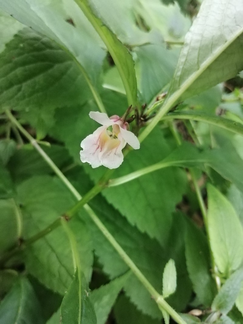Impatiens piufanensis photo 6