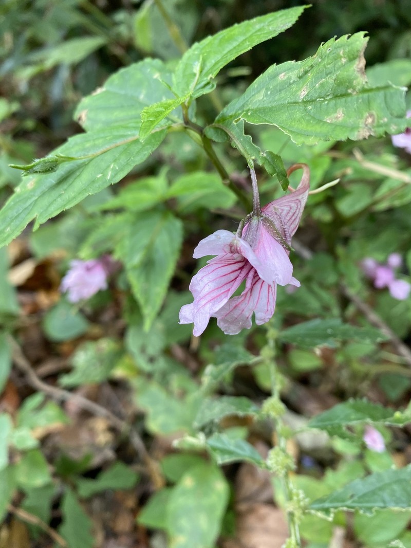 Impatiens piufanensis photo 8