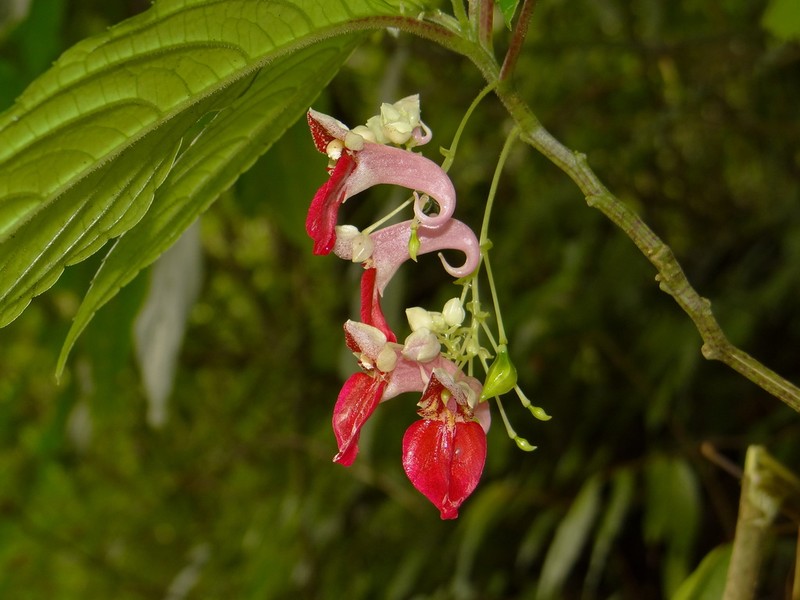 Impatiens platyadena
