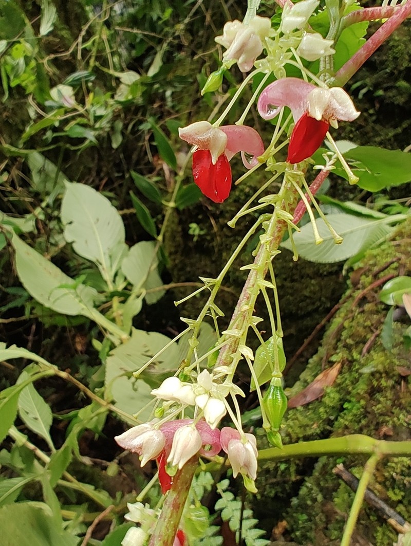 Impatiens platyadena photo 3