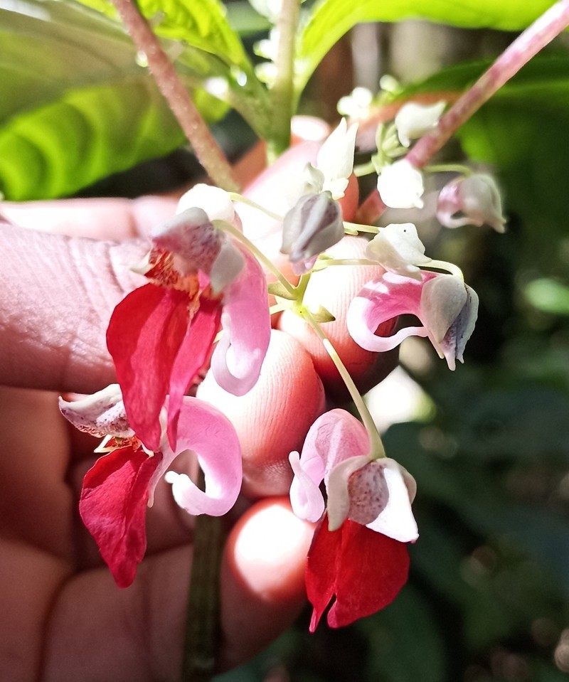 Impatiens platyadena photo 6