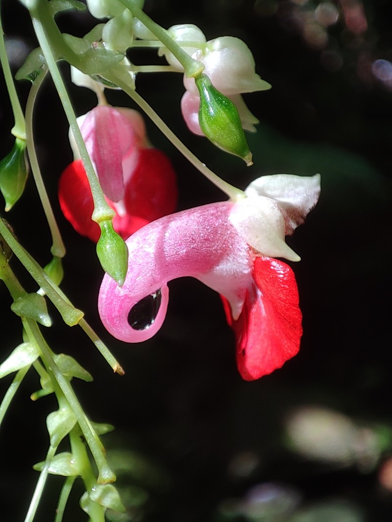 Impatiens platyadena photo 7