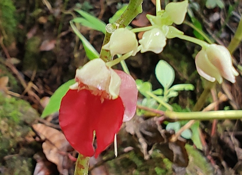 Impatiens platyadena photo 8
