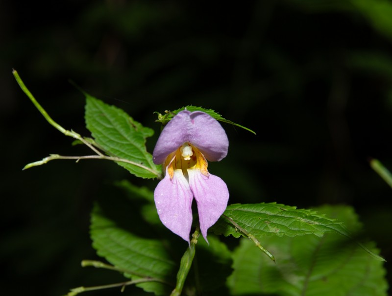 Impatiens platyceras