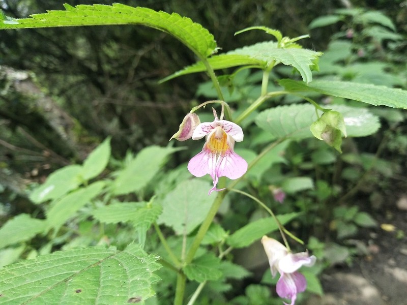 Impatiens platyceras photo 2
