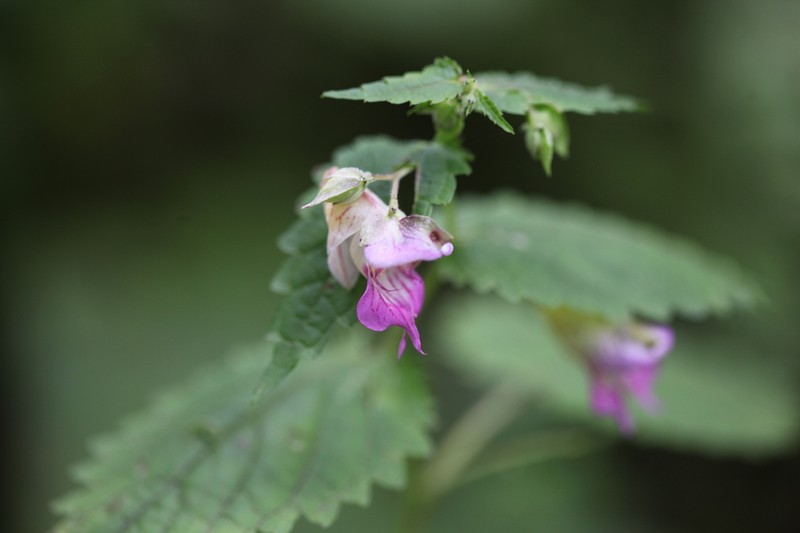 Impatiens platyceras photo 3
