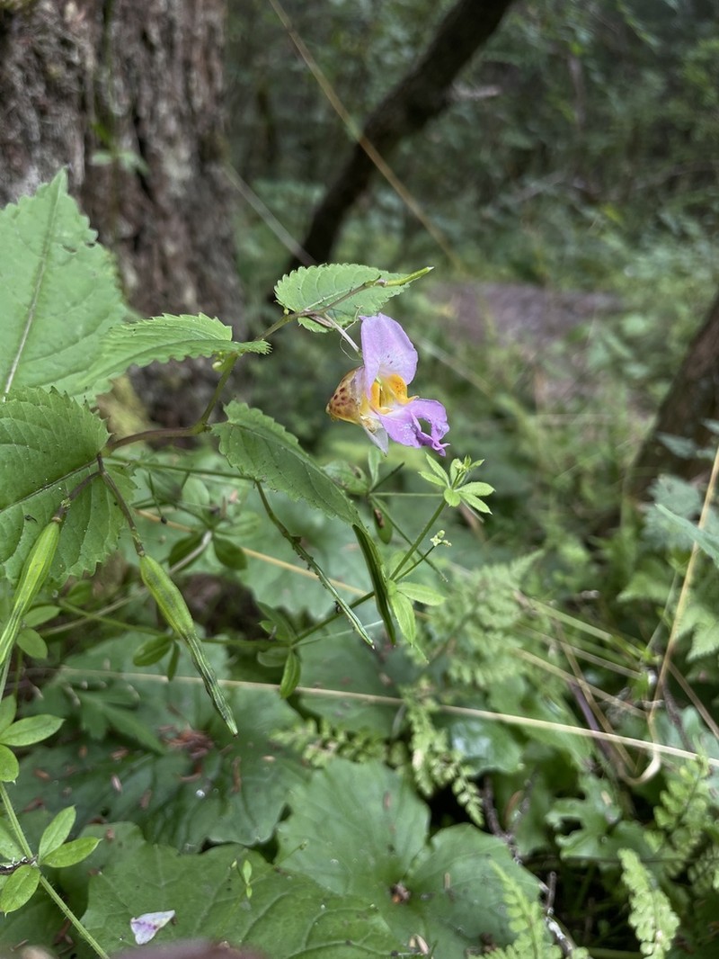 Impatiens platyceras photo 4