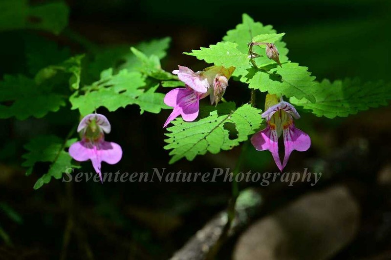 Impatiens platyceras photo 5