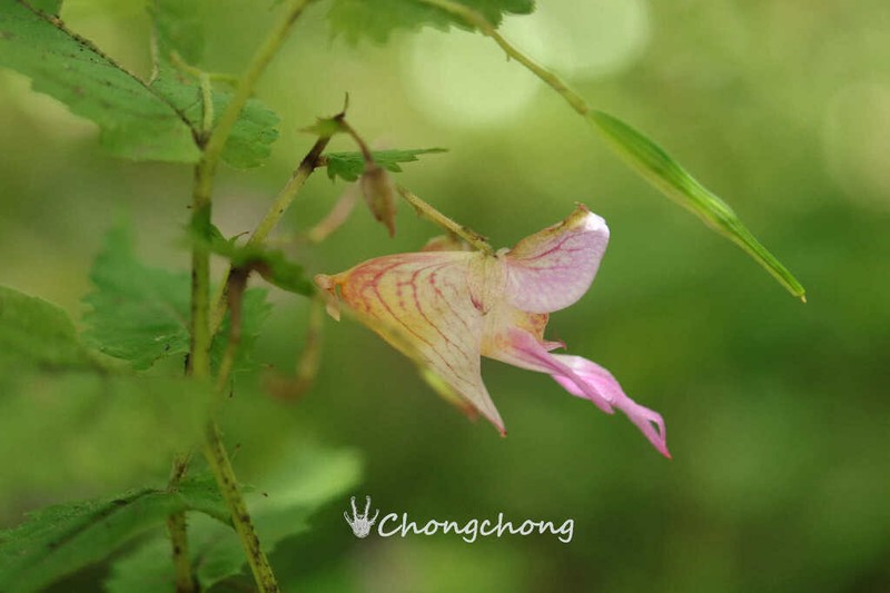 Impatiens platyceras photo 6