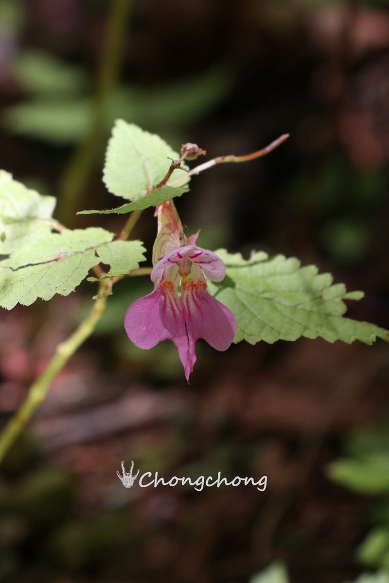 Impatiens platyceras photo 7