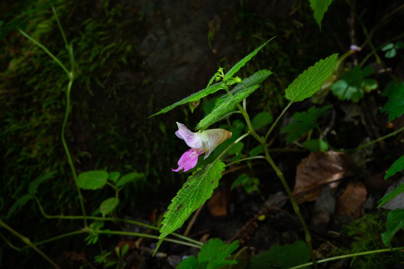 Impatiens platyceras photo 8