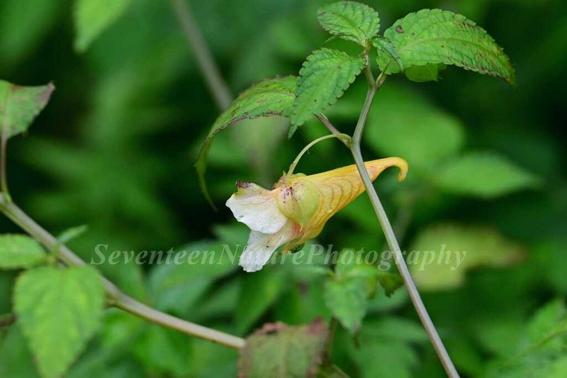Impatiens platychlaena