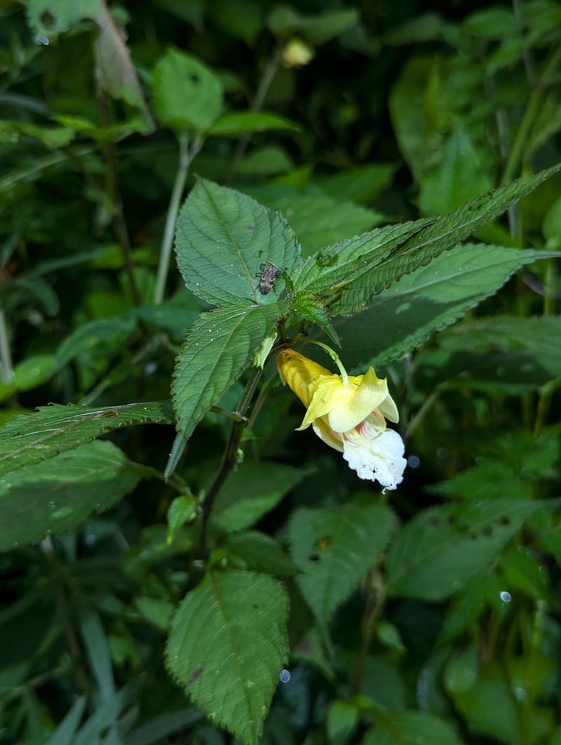 Impatiens platychlaena photo 2