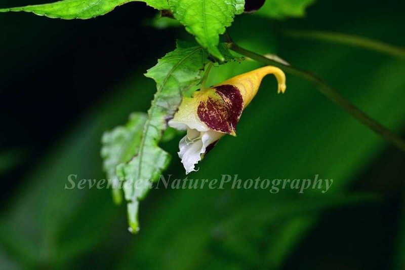 Impatiens platychlaena photo 3