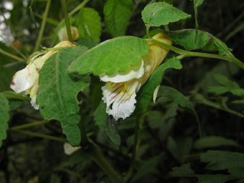 Impatiens platychlaena photo 4