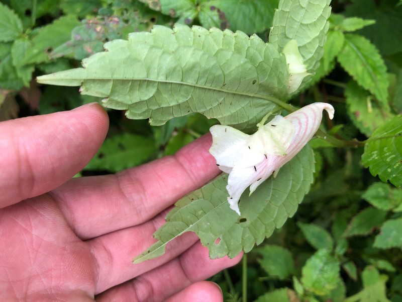 Impatiens platychlaena photo 5