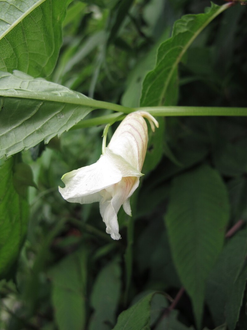 Impatiens platychlaena photo 6