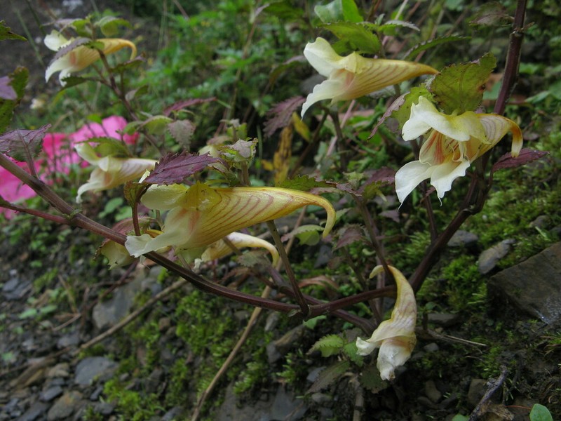 Impatiens platychlaena photo 7