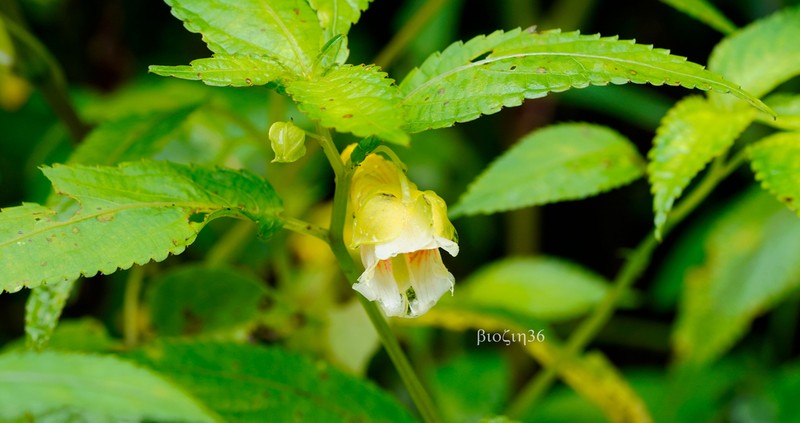 Impatiens platychlaena photo 8