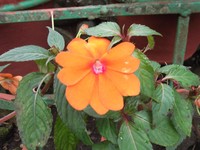 Impatiens platypetala