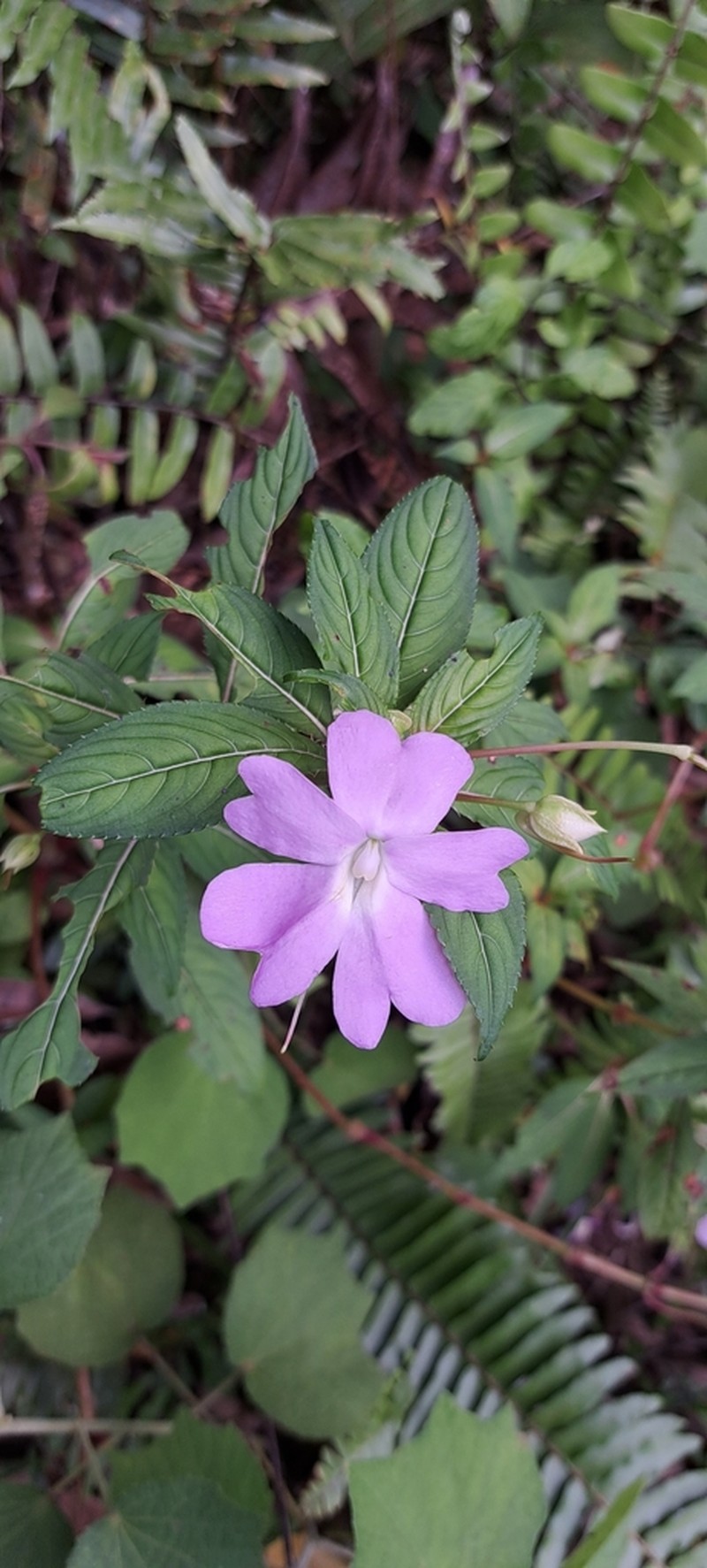 Impatiens platypetala photo 2