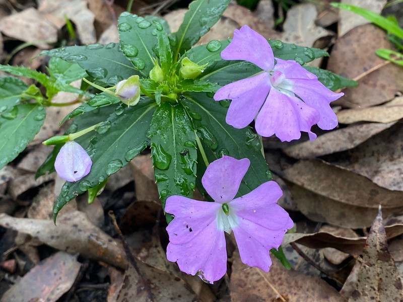 Impatiens platypetala photo 3