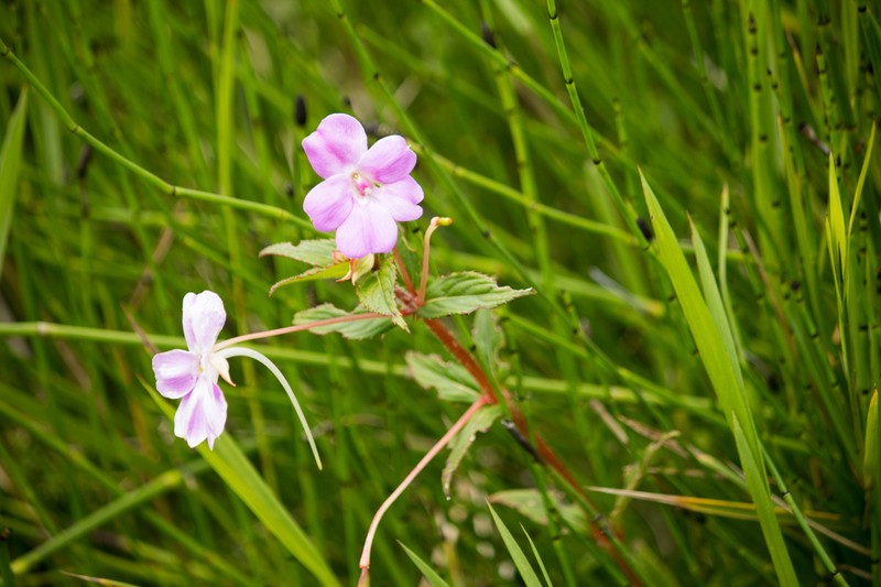 Impatiens platypetala photo 4