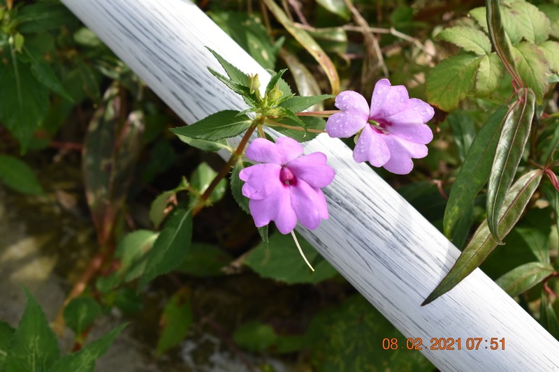 Impatiens platypetala photo 5