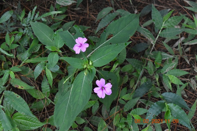 Impatiens platypetala photo 6